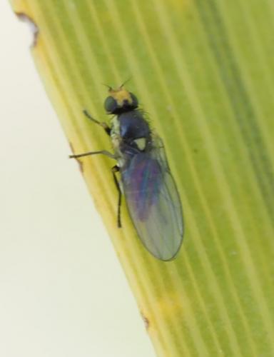 Liriomyza sp.